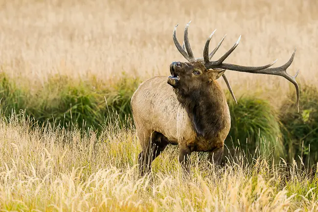 Bull Elk